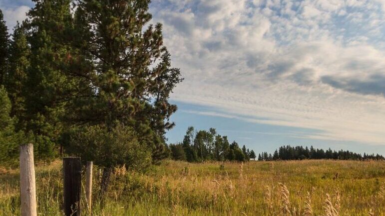 Field of grains against blue sky in Inchelium Valley, Ferry County