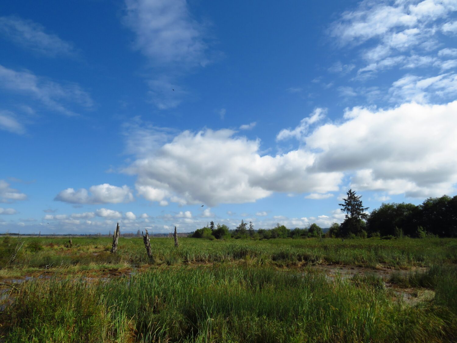 Wetlands at Spencer Island in Everett