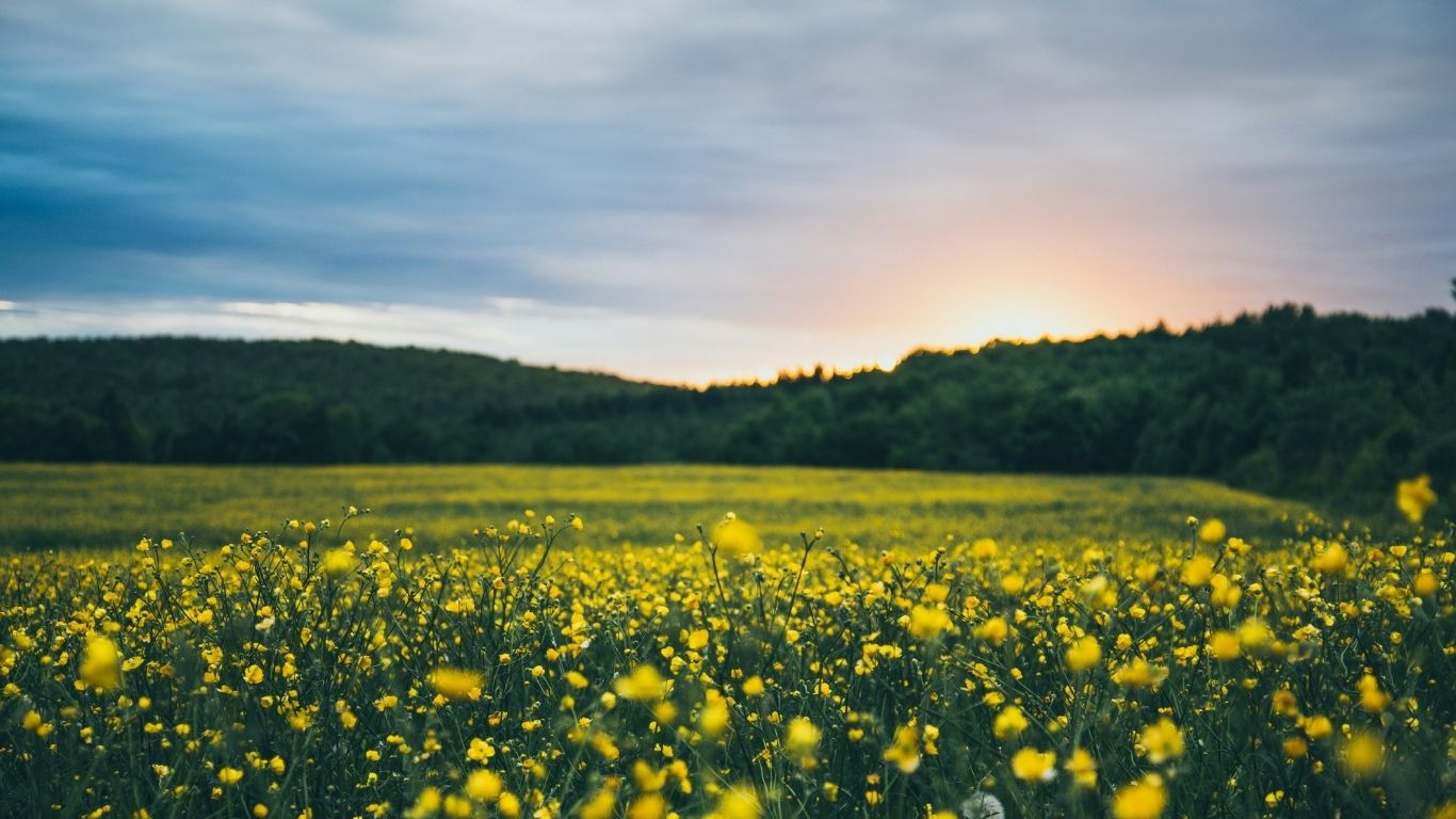 landscape photo of yellow wildflowers
