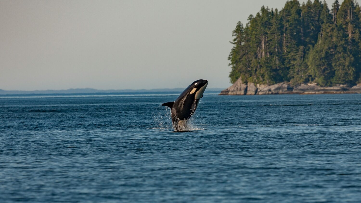 Southern resident orca breaches the ocean